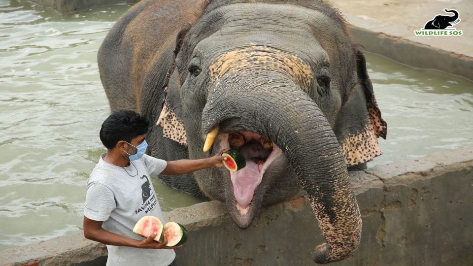 People from all over the world uniting to help elephants in 30 Mile Walk Challenge