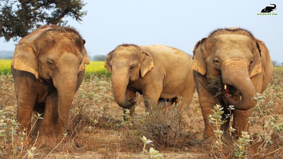 People from all over the world uniting to help elephants in 30 Mile Walk Challenge