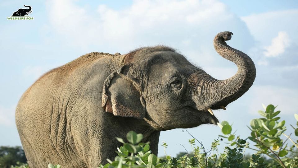 wild elephant reached near chhattisgarh ambikapur city