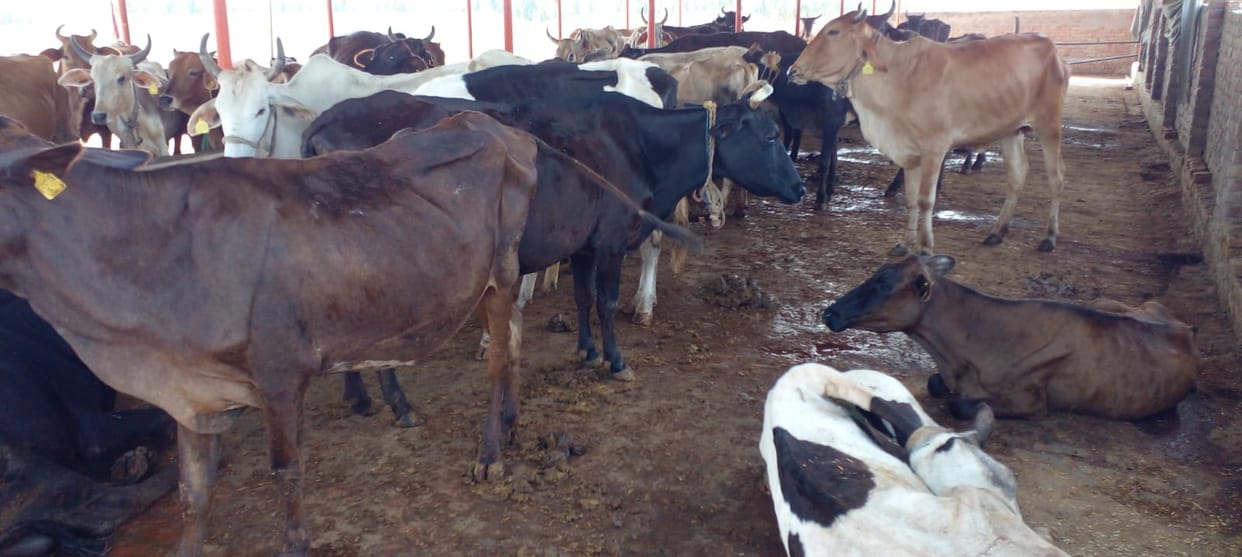 Gaushala workers put a lock on the cowshed