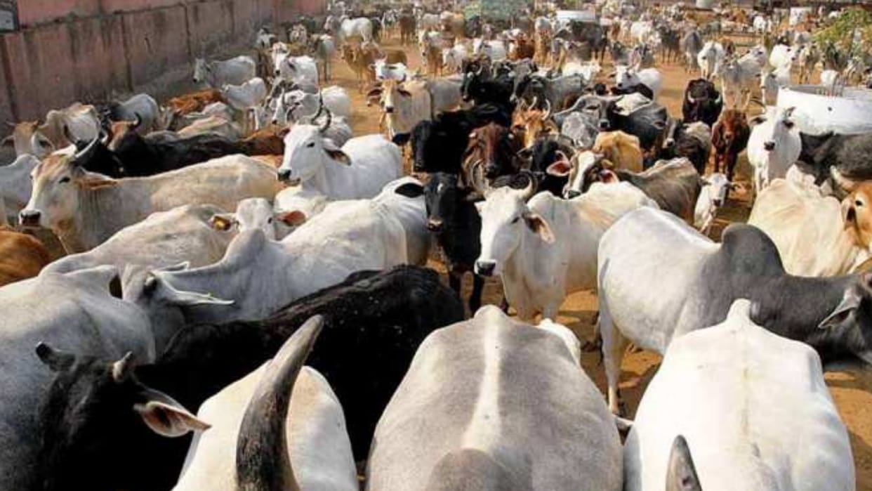 More than 10 thousand cows died due to lumpi in Bikaner