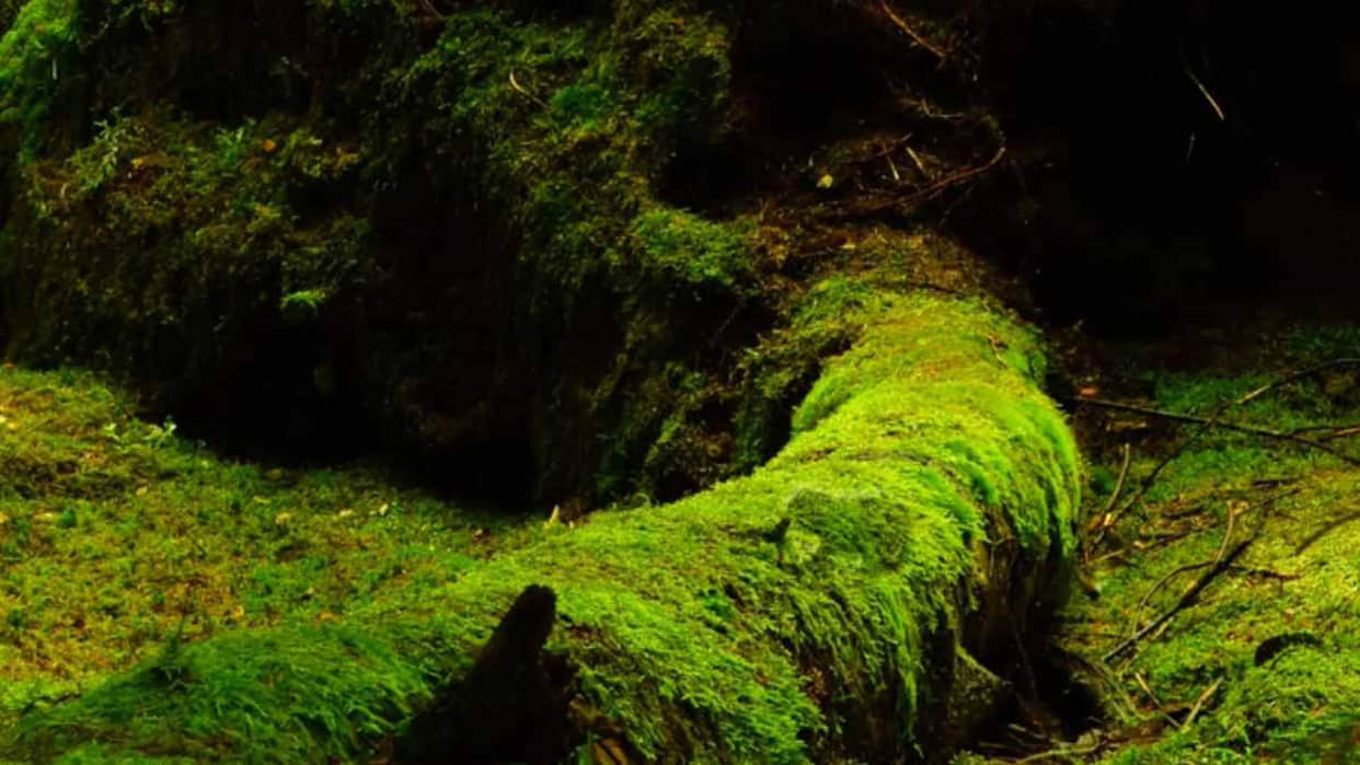 Optical Illusion Images for Brain IQ Test Find Out Hidden frog from Viral Photo