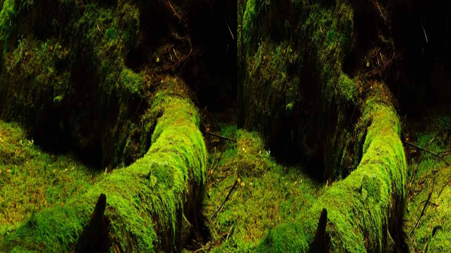 Optical Illusion Images for Brain IQ Test Find Out Hidden frog from Viral Photo