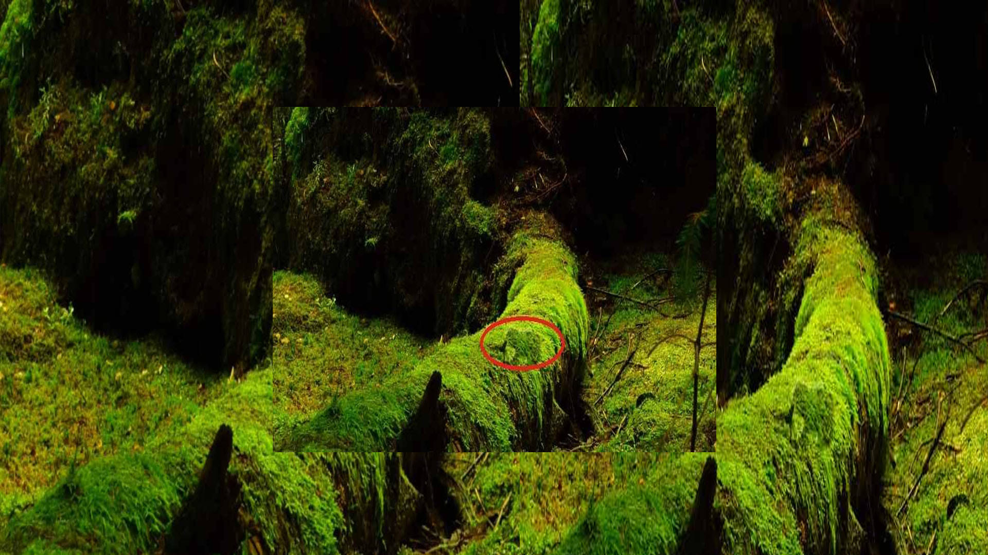 Optical Illusion Images for Brain IQ Test Find Out Hidden frog from Viral Photo