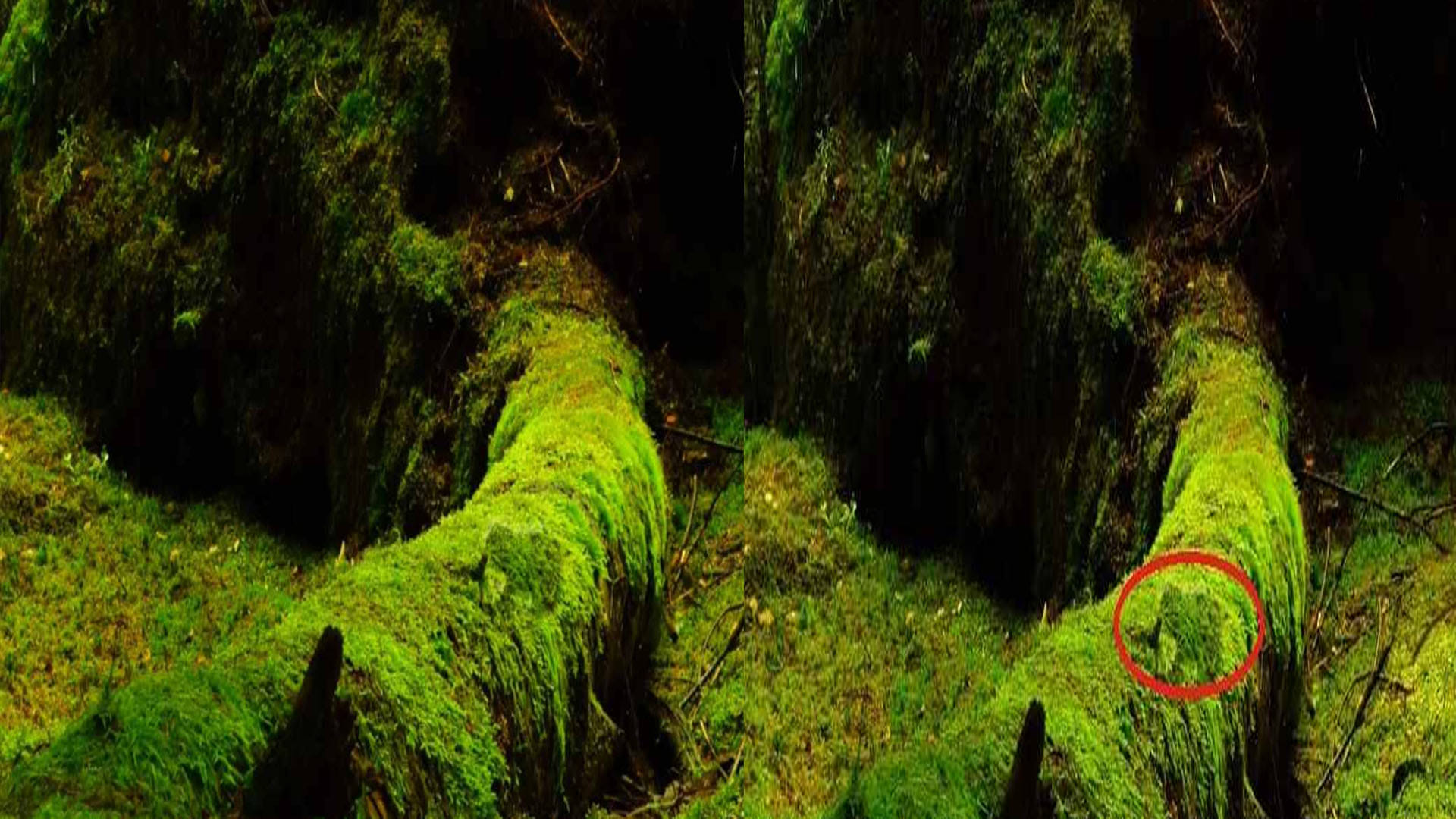 Optical Illusion Images for Brain IQ Test Find Out Hidden frog from Viral Photo