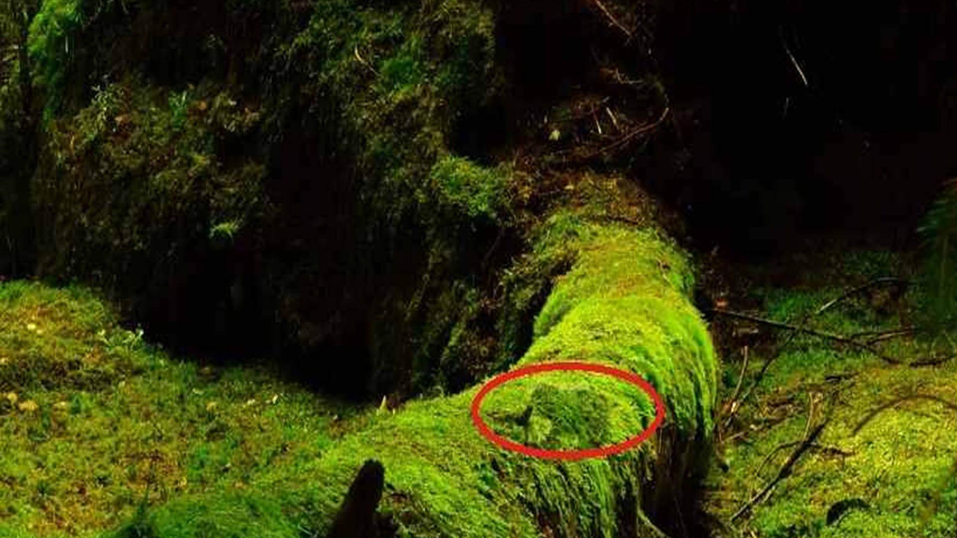 Optical Illusion Images for Brain IQ Test Find Out Hidden frog from Viral Photo