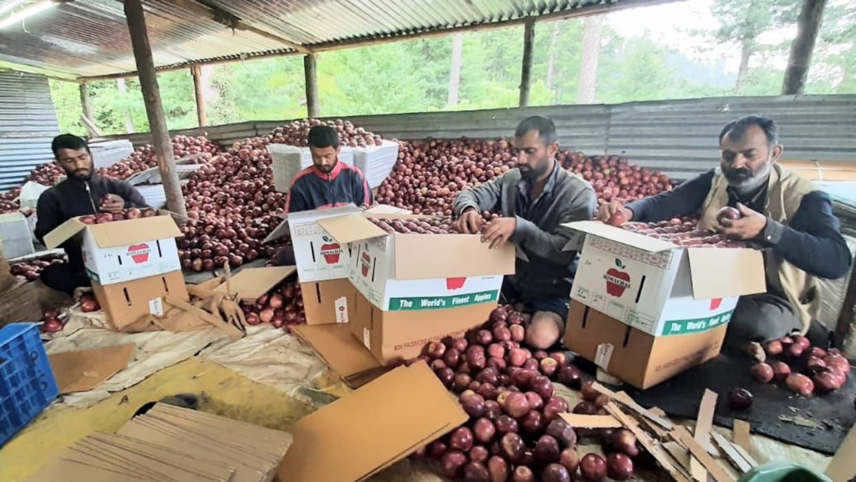 apple season in himachal apple fruit price decline by 200 to 400 rupee