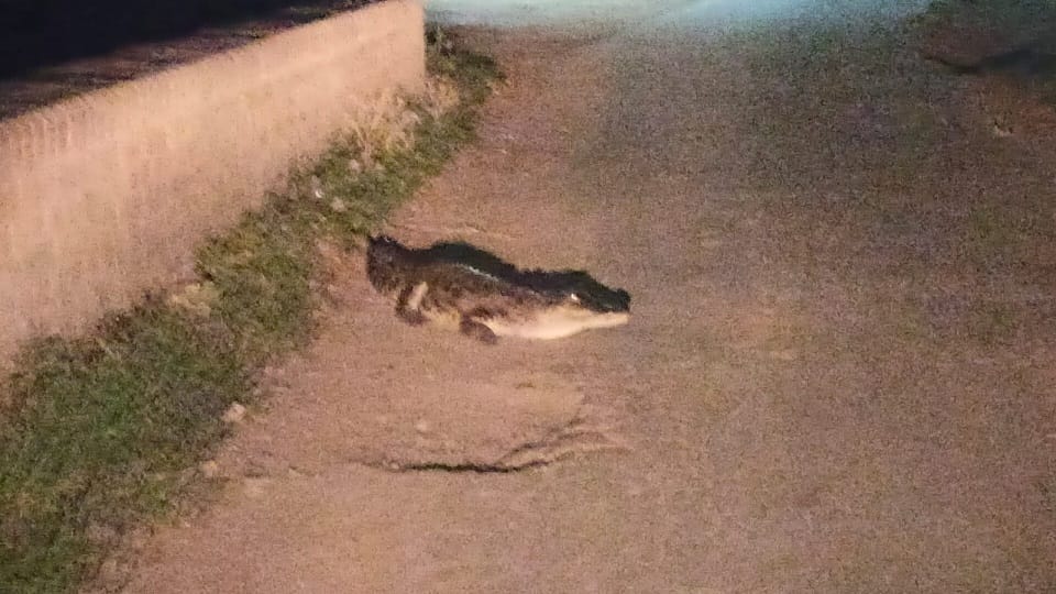 Crocodile started roaming on the road after coming out of the drain in Shahjahanpur