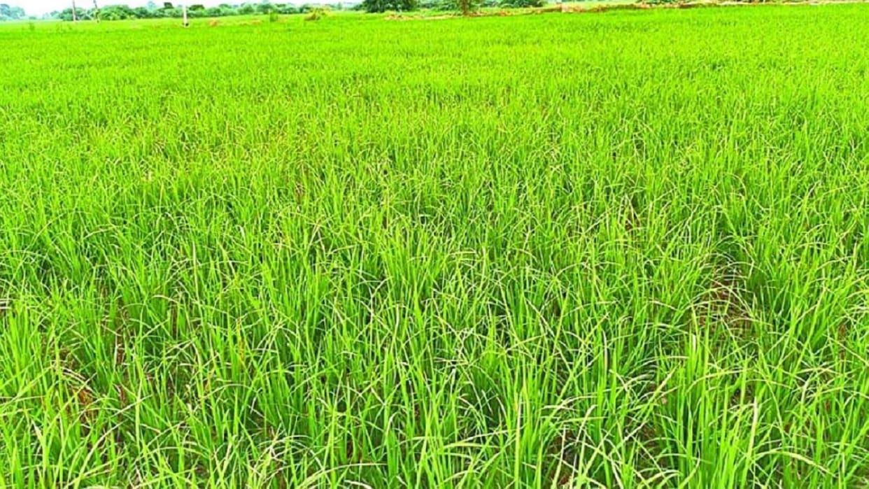 pesticide use Rice not accepted in Khari Europe and USA