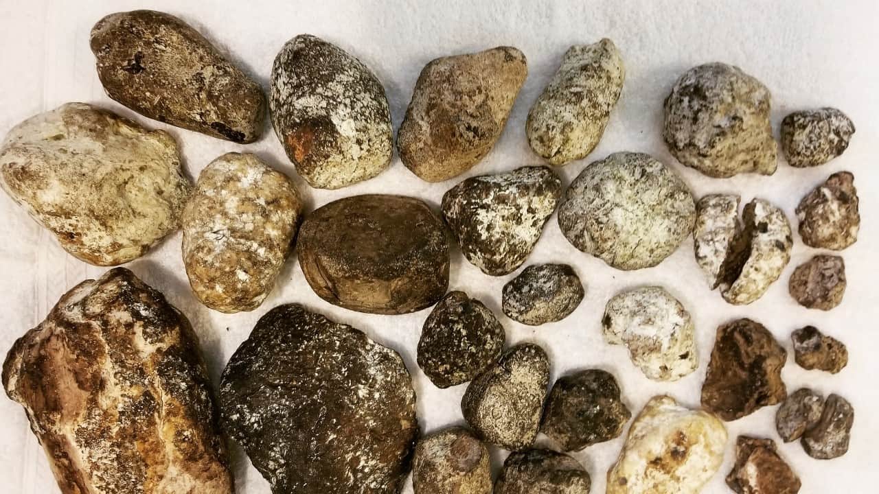 Ambergris whale fish Four people who came to Lucknow to sell vomit worth one crore rupees were caught