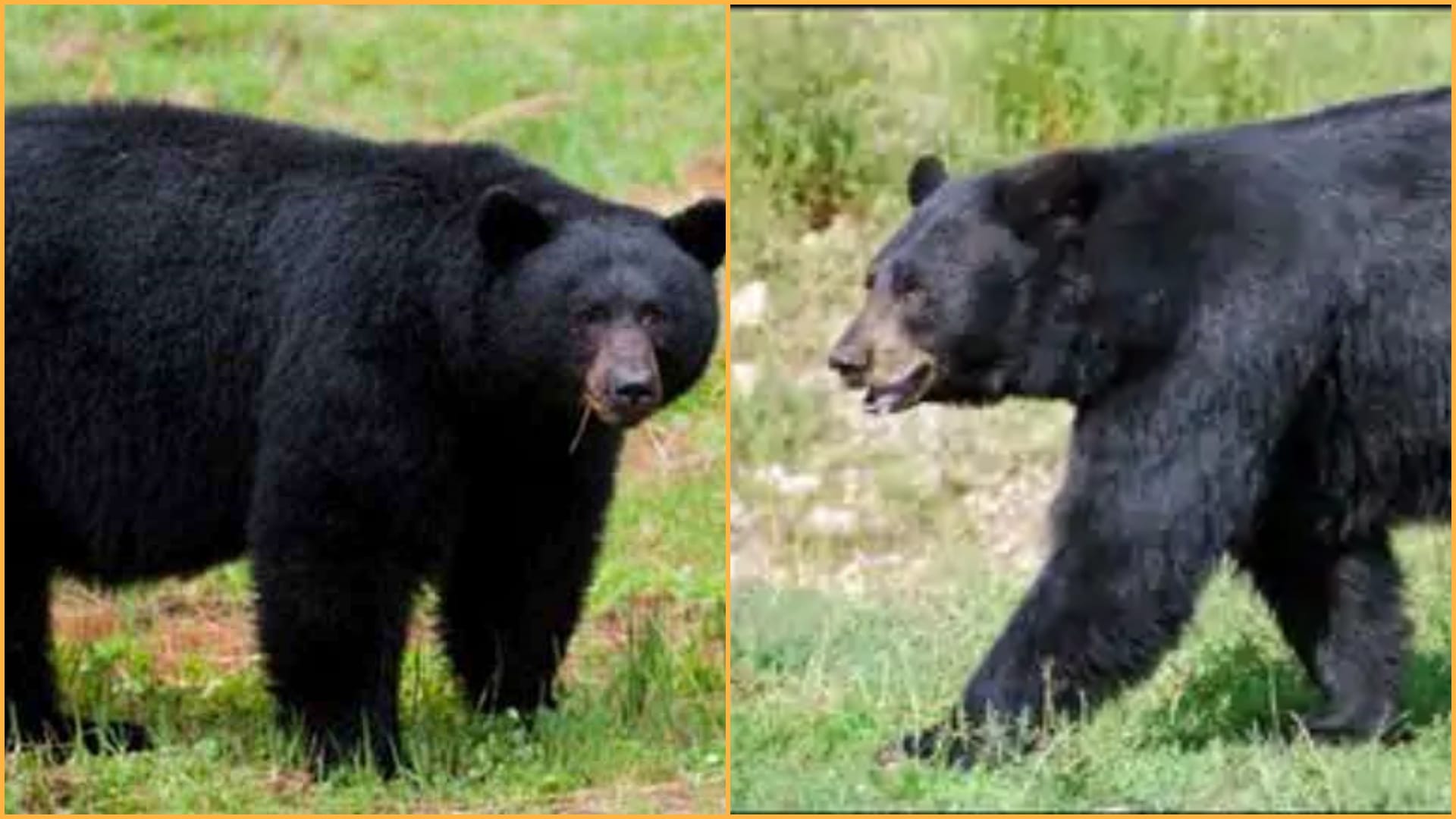 14 year old daughter fight with bear to save father in Sirohi