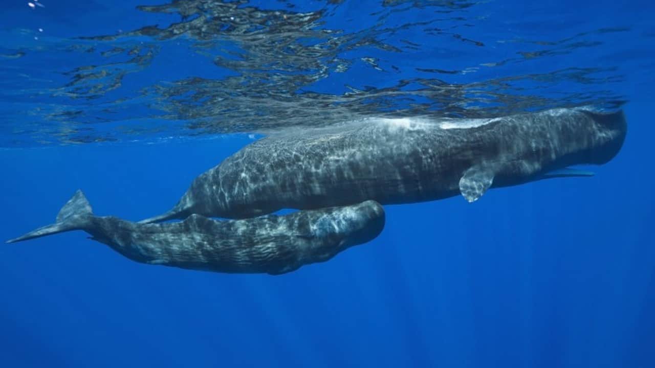 Ambergris whale fish Four people who came to Lucknow to sell vomit worth one crore rupees were caught