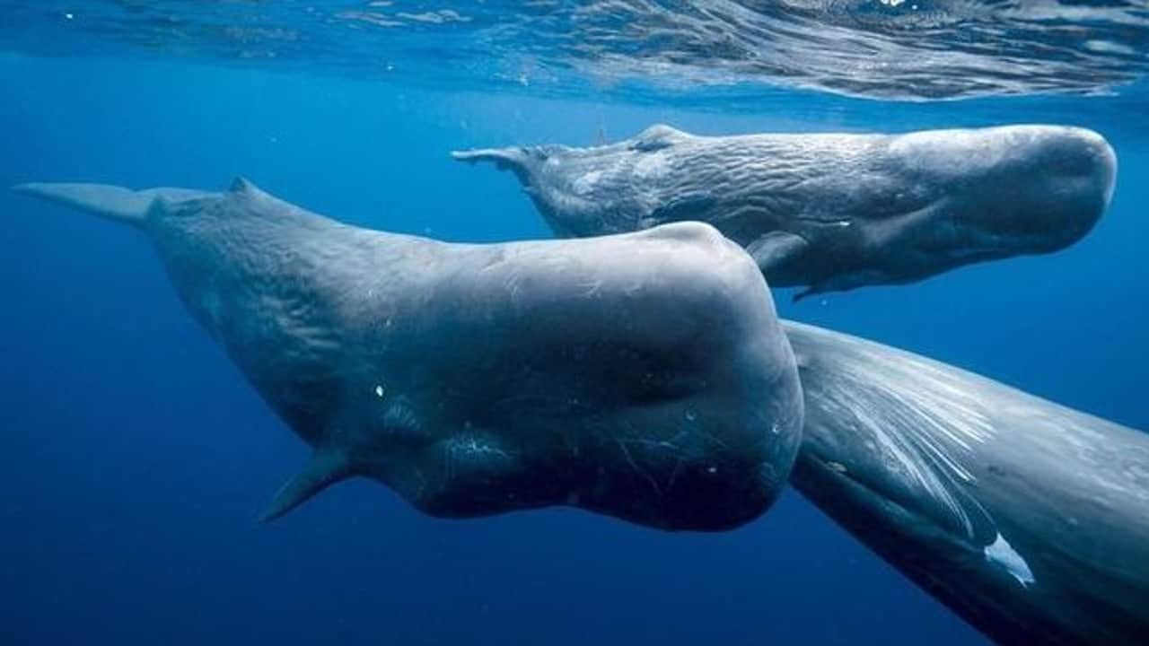 Ambergris whale fish Four people who came to Lucknow to sell vomit worth one crore rupees were caught