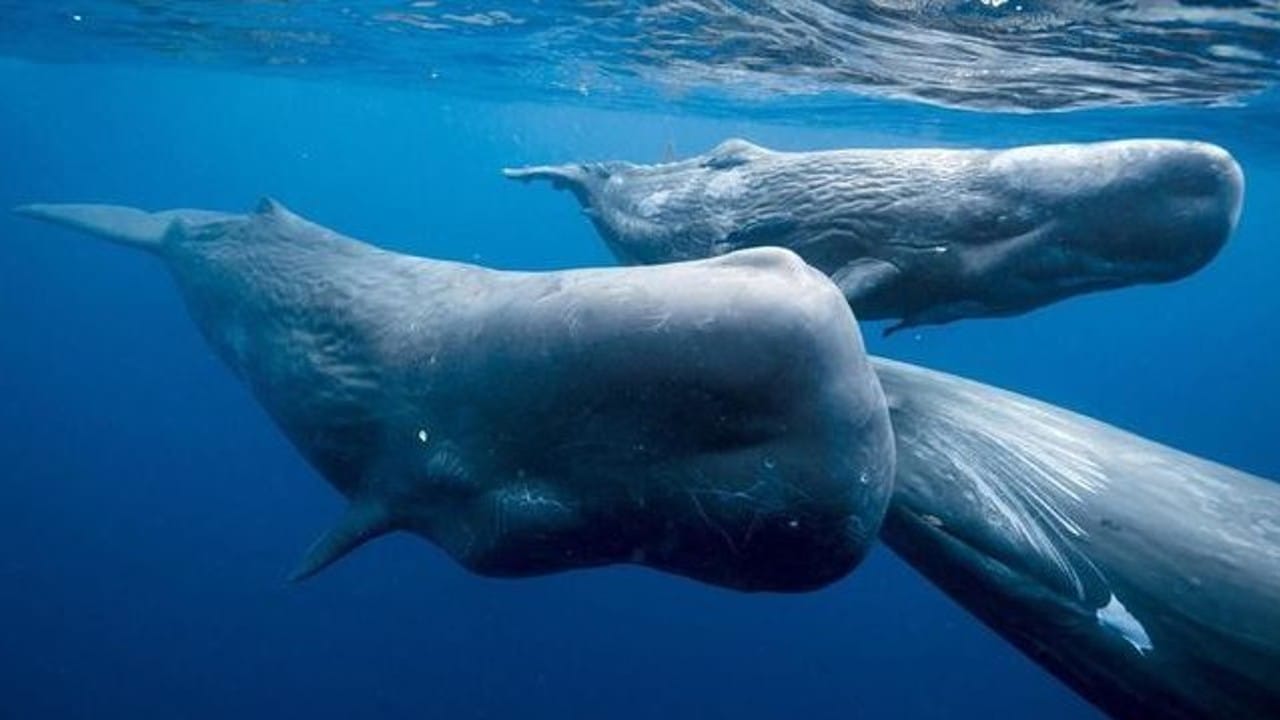 Ambergris whale fish Four people who came to Lucknow to sell vomit worth one crore rupees were caught