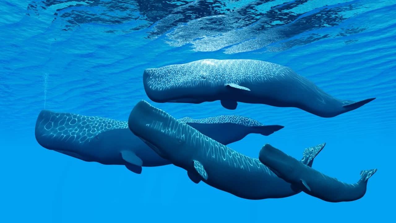 Ambergris whale fish Four people who came to Lucknow to sell vomit worth one crore rupees were caught