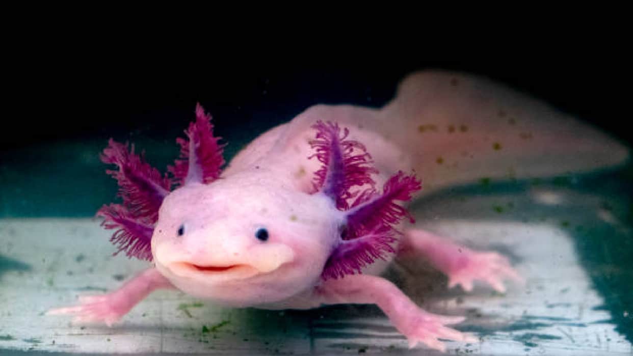 Axolotl can regenerate its broken body parts creature who may grow severed body parts of humans