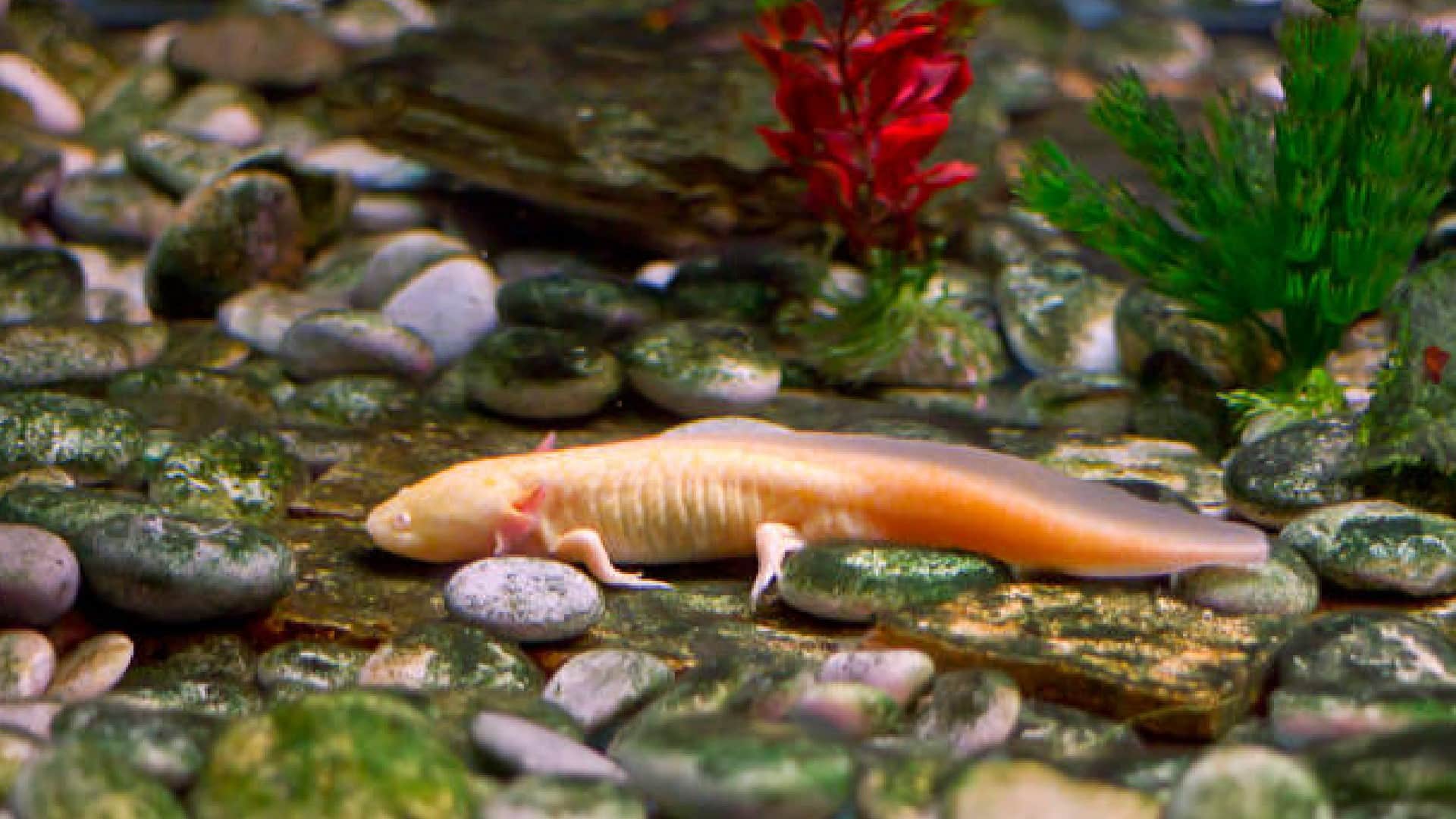 Axolotl Fish: Wonderful Creature That Can Regenerate Its Body Parts And Brain Know Details In Hindi