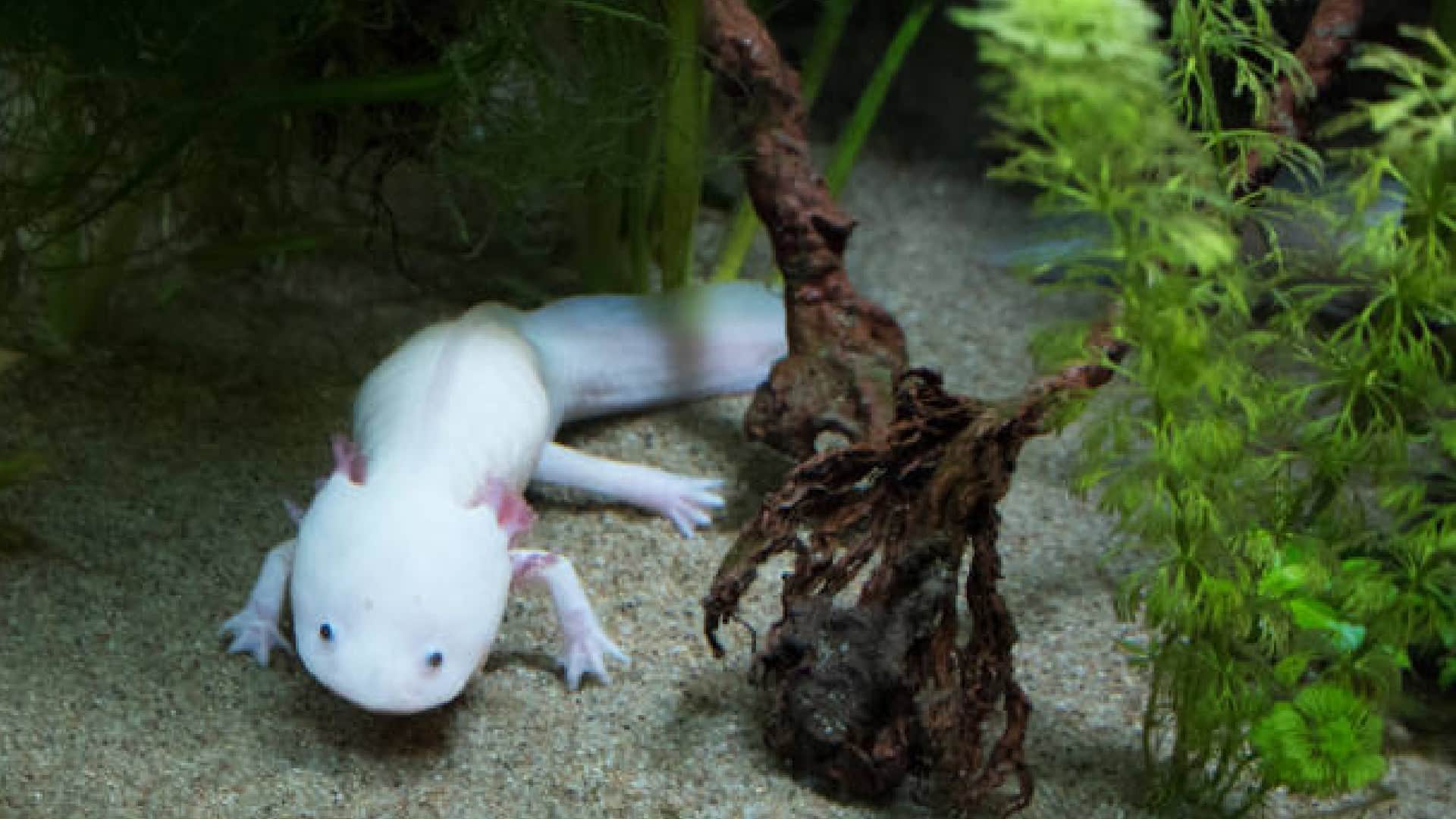 Axolotl Fish: Wonderful Creature That Can Regenerate Its Body Parts And Brain Know Details In Hindi
