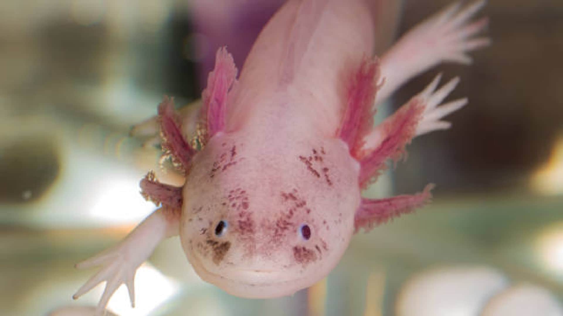 Axolotl Fish: Wonderful Creature That Can Regenerate Its Body Parts And Brain Know Details In Hindi