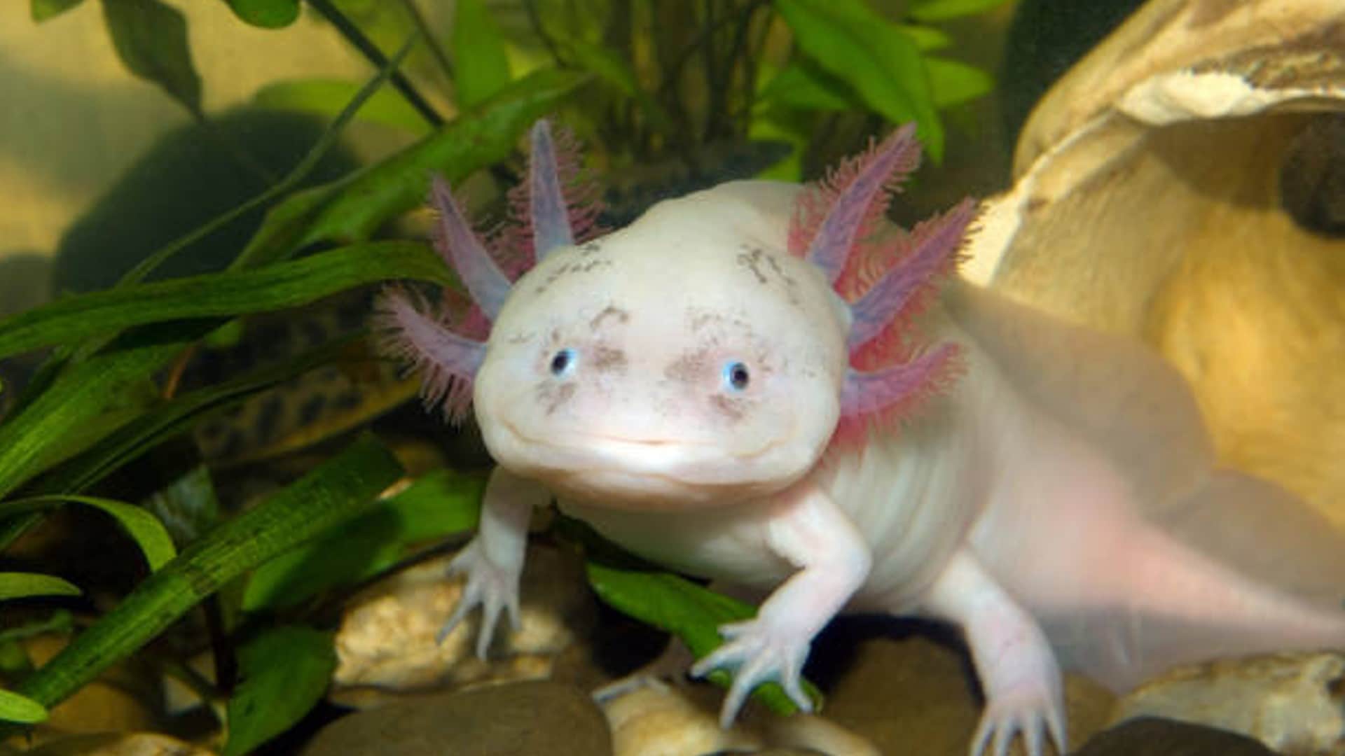 Axolotl Fish: Wonderful Creature That Can Regenerate Its Body Parts And Brain Know Details In Hindi