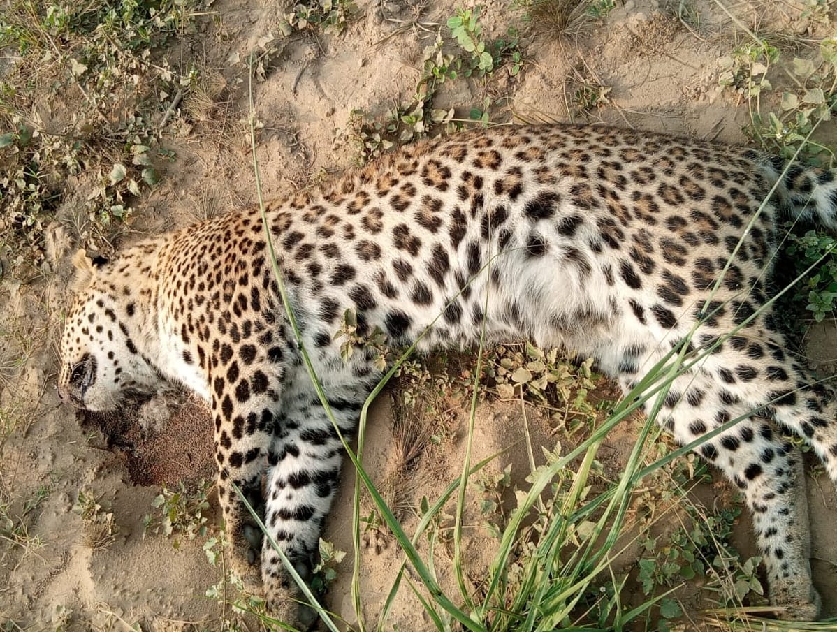 Guldar found dead in the forest of Chhachri Teepe