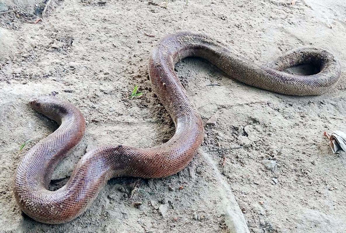 One arrested with a two-faced snake, five people searched