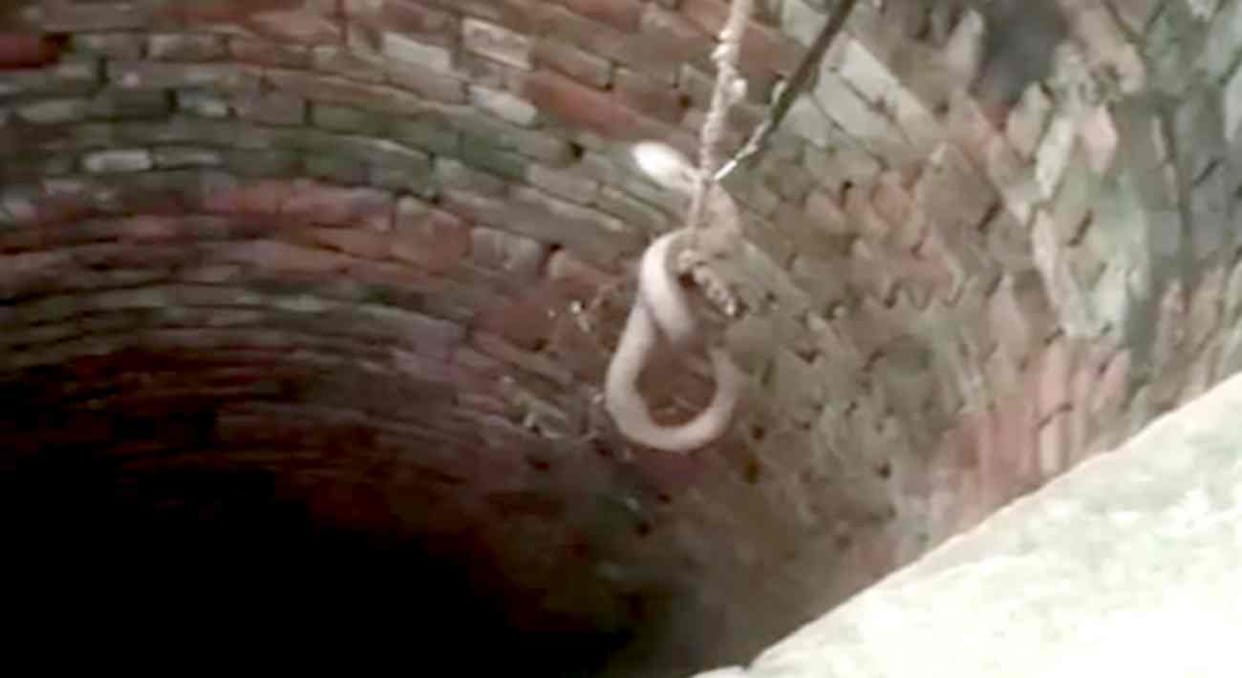 Seven feet long king cobra found in well in ghazipur