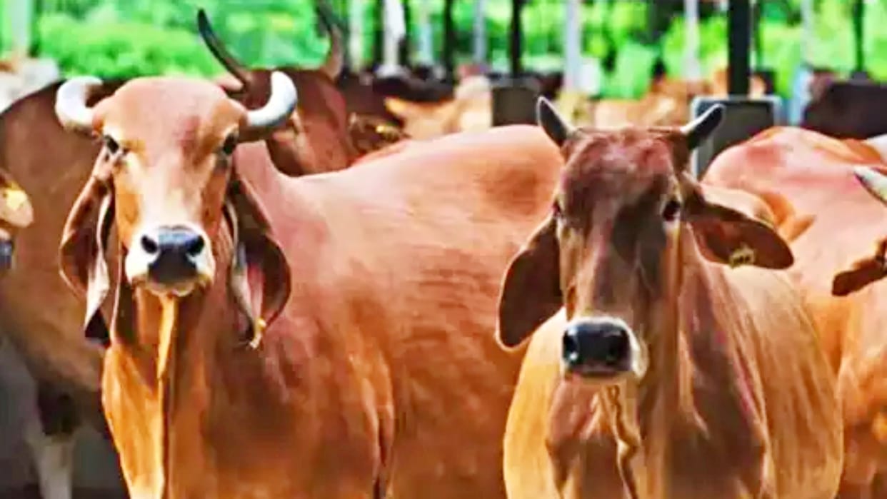 lampi virus skin disease in rajasthan bjp takes on gehlot government