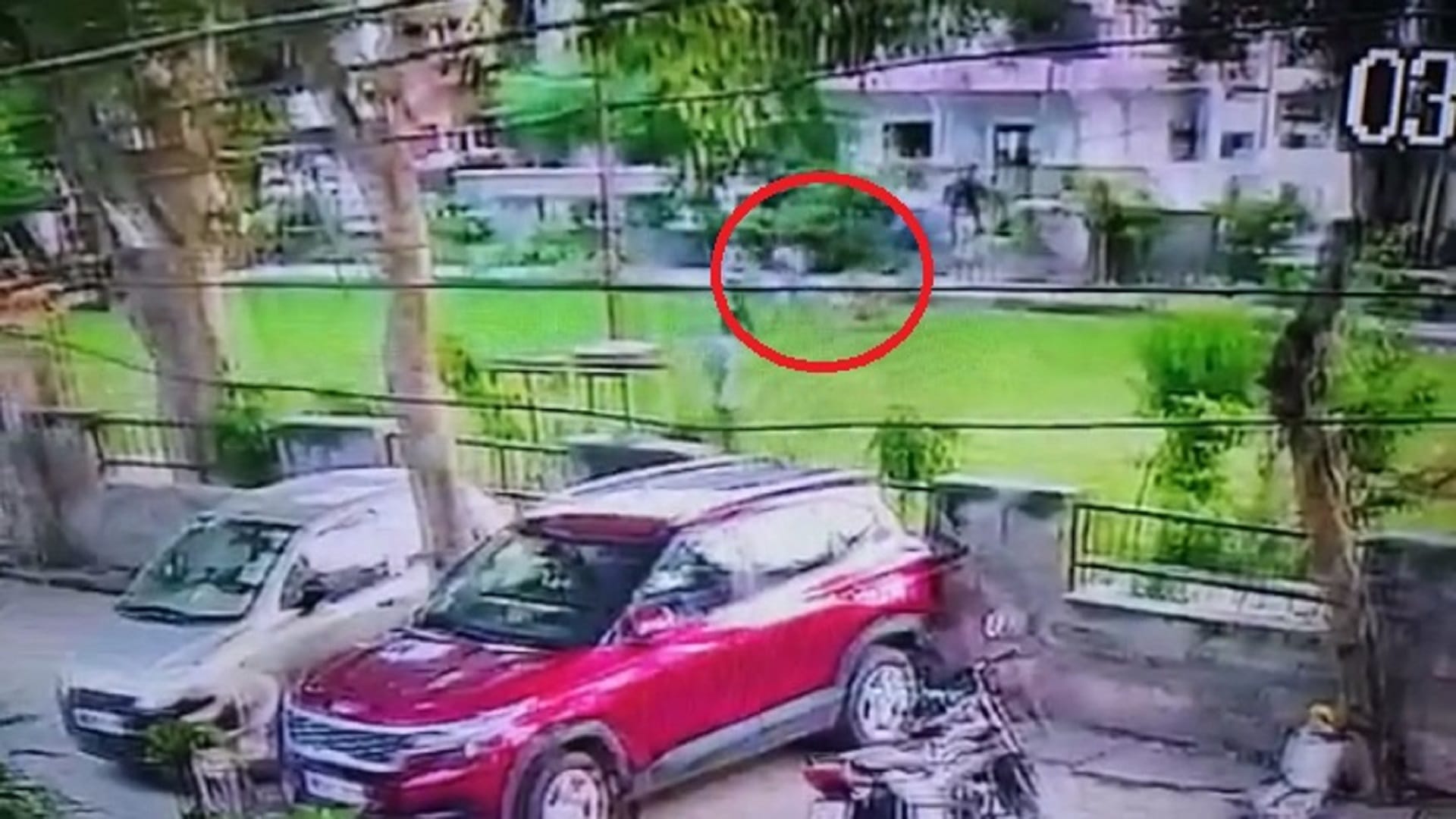 Ghaziabad Pitbull Owner Fined Five Thousand, Injured Kush Will Not Go to School for a Month