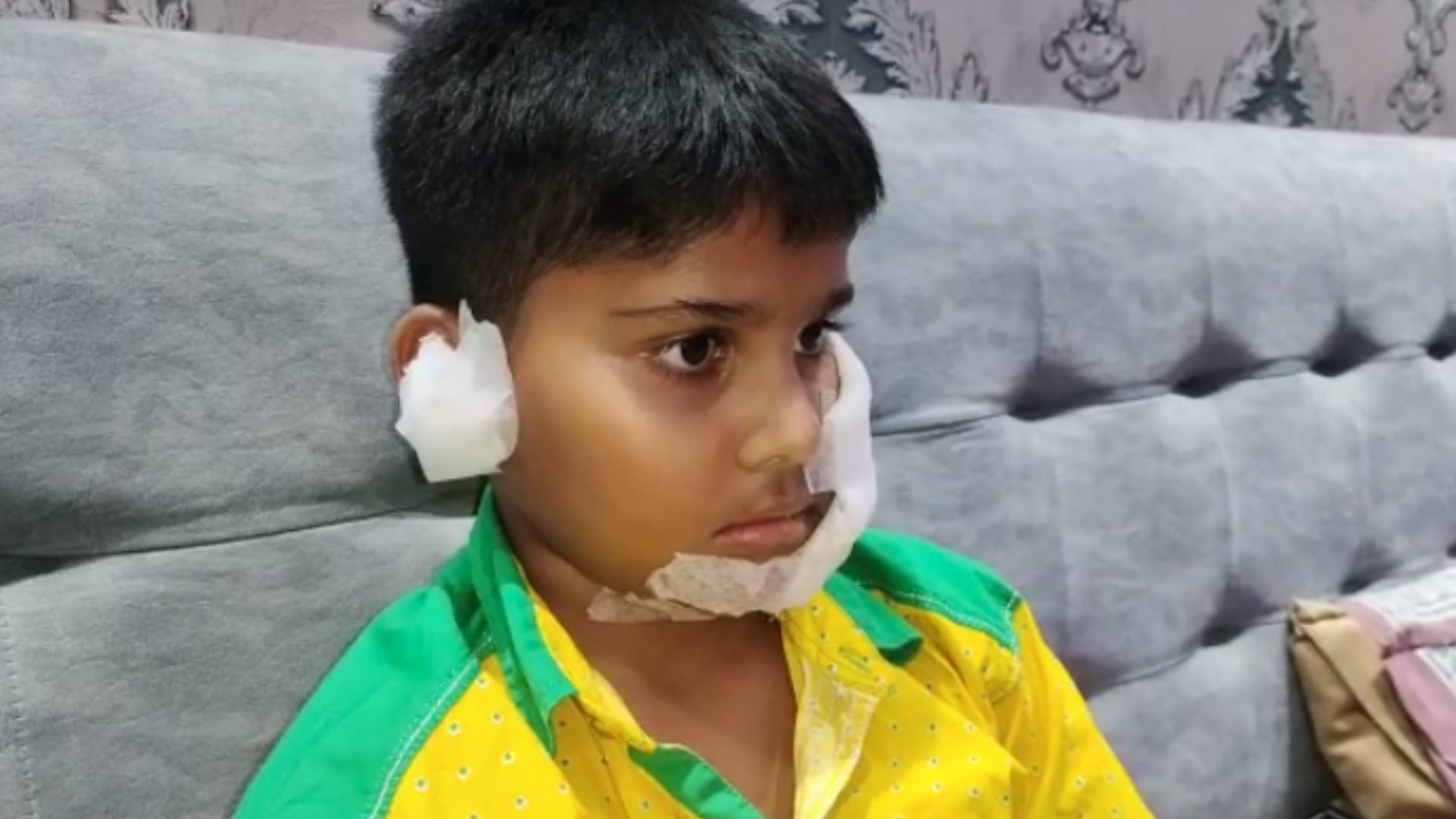 Ghaziabad Pitbull Owner Fined Five Thousand, Injured Kush Will Not Go to School for a Month