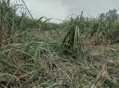 Two forest workers injured in elephant attack, villagers survived narrowly