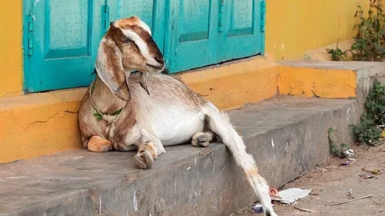 Saddened by the death of three goats in Chhindwara district, a woman ate poison, died