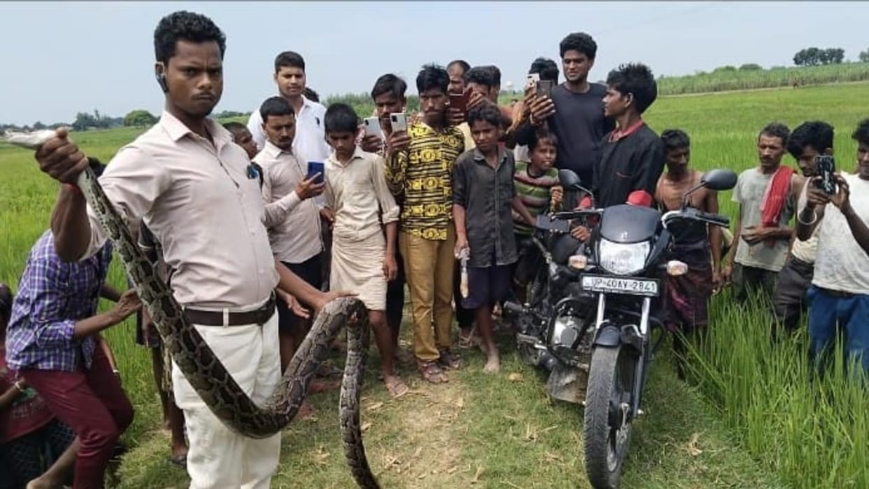 villagers found a python in village of bahraich.