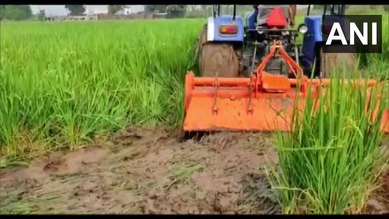 Most crop affected in Pathankot due to dwarfism virus in paddy