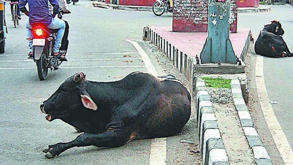 old lady standing outside house slammed to death by bull in bareilly