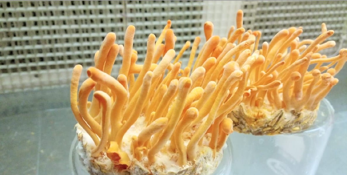 Mushroom Mela: cordycepus militranus with medicinal properties sold for Rs 1 lakh per kg attracted attention