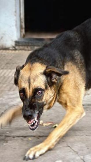 Lucknow News: Scooty-riding businessman chased by pack of dogs, dies after colliding with car