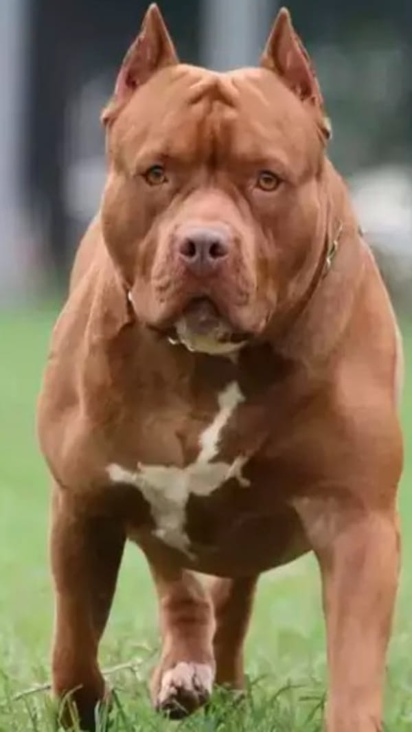 Lucknow News : Vaccination necessary before registration of foreign dogs, will encourage domestic dogs to be r