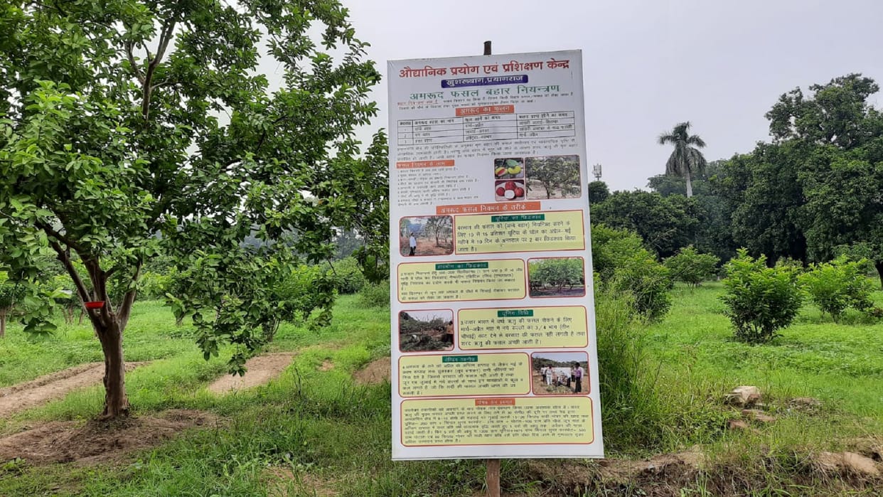 Allahabadi guava has started losing its sweetness due to the attack of nature exercise to save existence