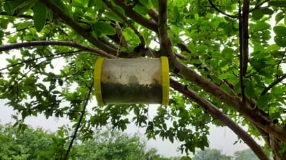 Allahabadi guava has started losing its sweetness due to the attack of nature exercise to save existence