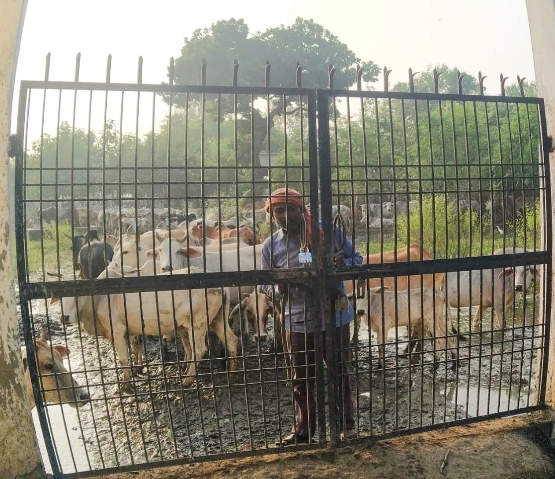 Banda: Anna cattle locked in Muktidham before Deputy CM's visit