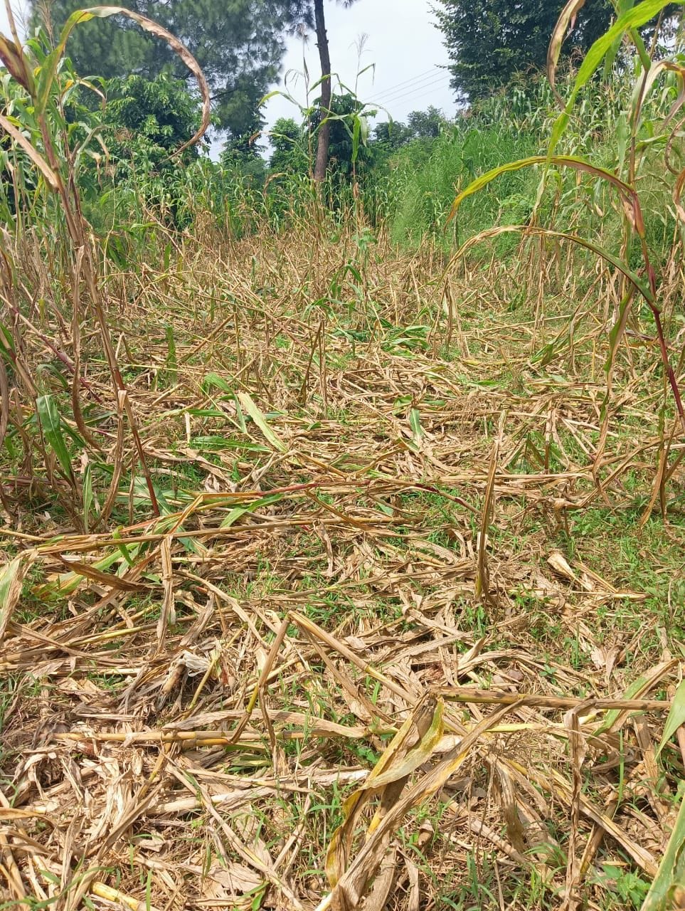 Wild animals destroyed crops in Chalasai and Bunani