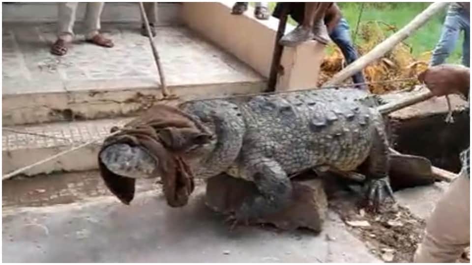 Crocodile Rescue Operation In kota Eight Feet Crocodile