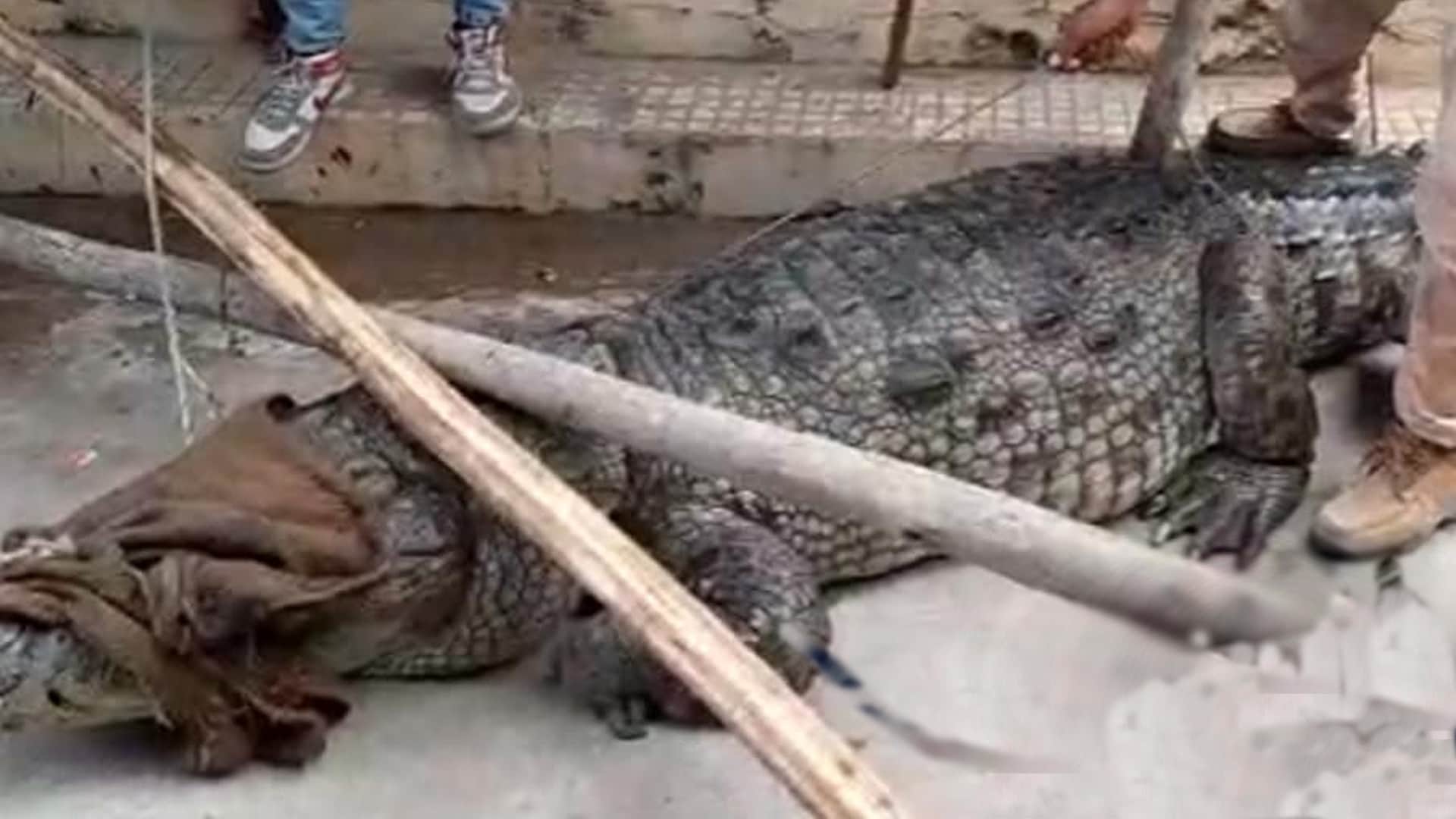 Crocodile Rescue Operation In kota Eight Feet Crocodile