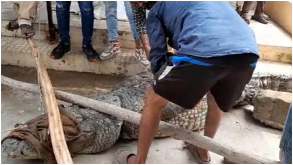 Crocodile Rescue Operation In kota Eight Feet Crocodile