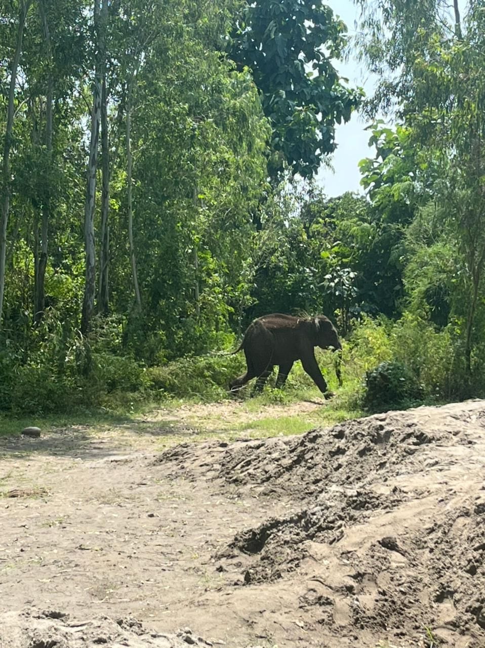 Elephant entered the population from the forest, created a ruckus, ran after people, one injured