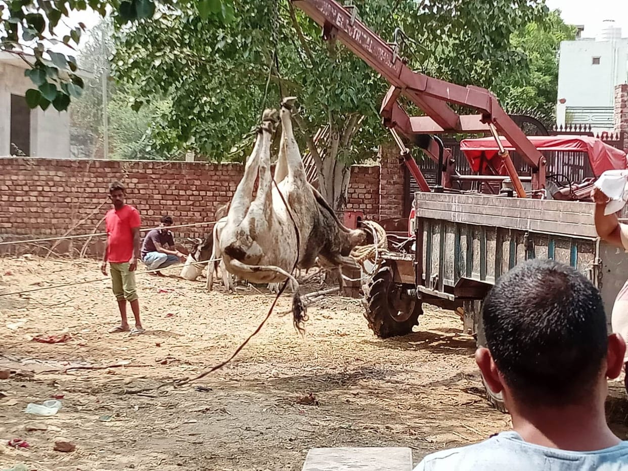 Lumpy skin disease havoc, 50 cows died in two days