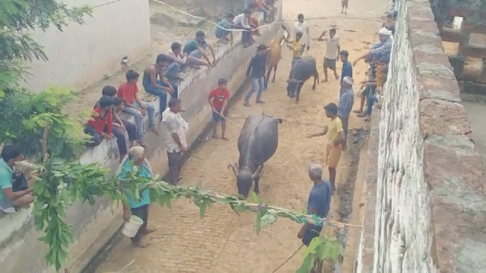 Unique worship in firozabad village nagala jaat to save animals from lumpi virus