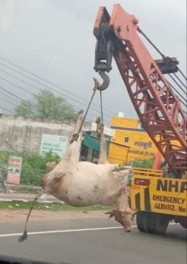 Photos of cow slaughter went viral, there was panic among the officers