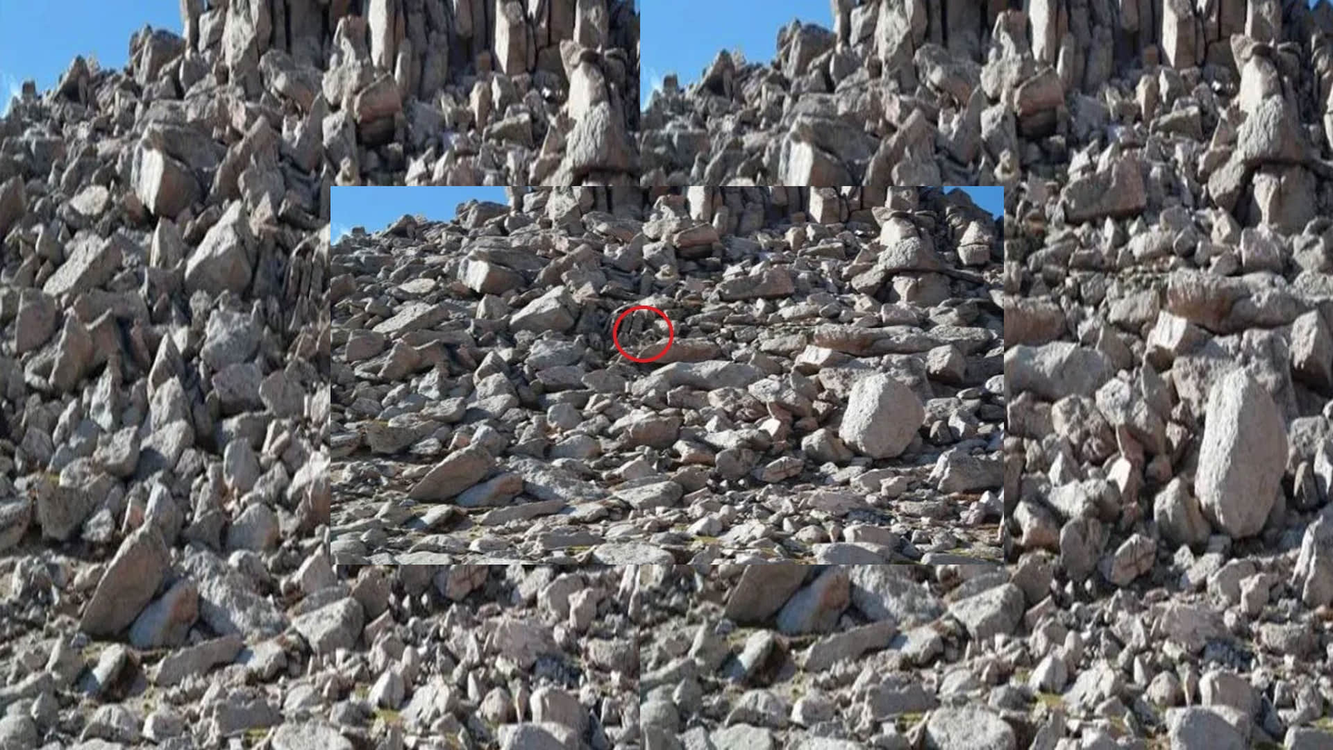 Optical Illusion Images for Brain IQ Test Find Out Hidden Sheep from Viral photo